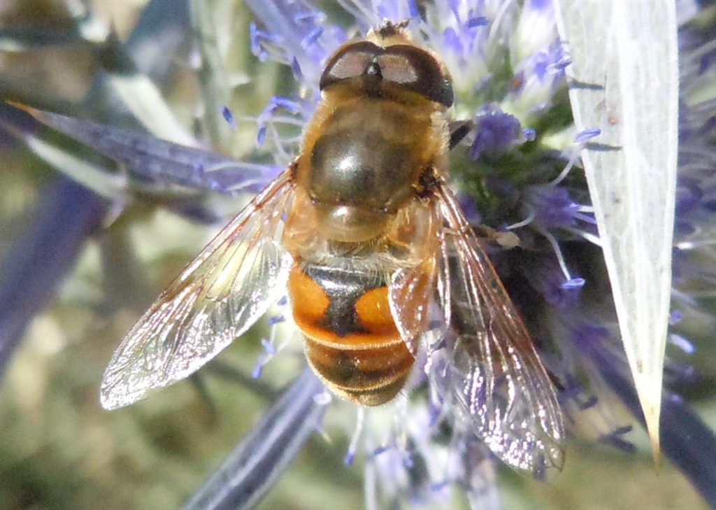 Eristalis tenax?